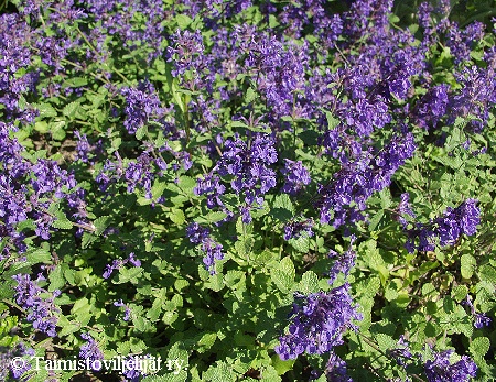 Nepeta x faassenii